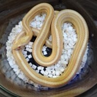 コーンスネーク（バターストライプ）24CB 約50cm