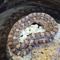 コーンスネーク（ラベンダー）25CB ヤング