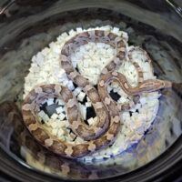 コーンスネーク（ラベンダー）25CB ヤング