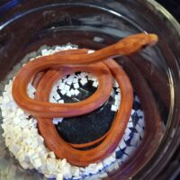 コーンスネーク（ブラッドレッド）24CB 約50cm