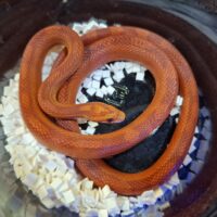 コーンスネーク（ブラッドレッド）24CB 約50cm