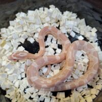 コーンスネーク（スノー）25CB