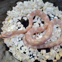 コーンスネーク（スノー）25CB