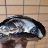 オオハコヨコクビガメ（甲長約14,5cm）オス