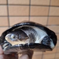 オオハコヨコクビガメ（甲長約14,5cm）オス