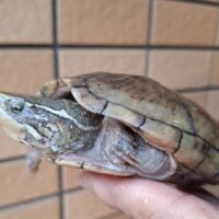 ミシシッピニオイガメ（ハイポ）WC  甲長約12cmメス