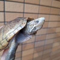 ミシシッピニオイガメ（ハイポ）WC  甲長約12cmメス