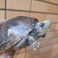 ミシシッピニオイガメ（甲長約9,5cm）オス