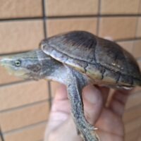 ミシシッピニオイガメ（甲長約9,5cm）オス