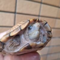 カブトニオイガメ（甲長約8,5cm）CB