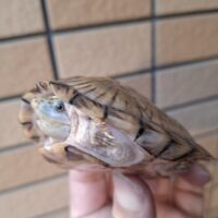 カブトニオイガメ（甲長約8,5cm）CB