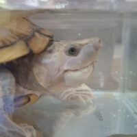 カブトニオイガメ（甲長約12,5cm）CB メス