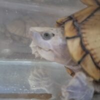 カブトニオイガメ（甲長約12,5cm）CB メス