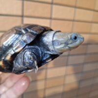 ウスグロハコヨコクビガメ（甲長約10,5cm）