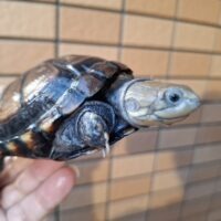 ウスグロハコヨコクビガメ（甲長約10,5cm）