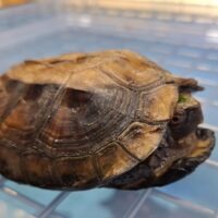 ムオヒラセガメ（甲長約10cm）CB