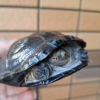 ノコヘリハコヨコクビガメ（甲長約10,5cm）