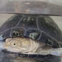 ノコヘリハコヨコクビガメ（甲長約10,5cm）