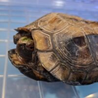 ムオヒラセガメ（甲長約10cm）CB