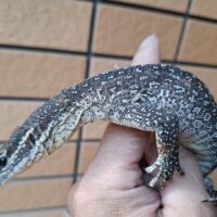 ピーコックモニター（約60cm）