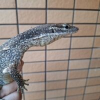 ピーコックモニター（約60cm）