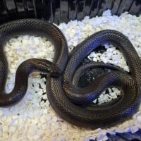 ブラックハウススネーク（約120cm）オス