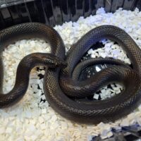 ブラックハウススネーク（約120cm）オス