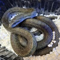 アオダイショウ（北海道産）WC 約130cm オス