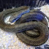 アオダイショウ（北海道産）WC 約130cm オス