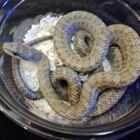 アオダイショウ（エゾブルー）CB 約70cm