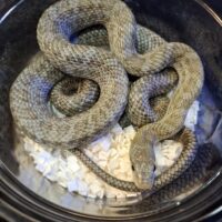 アオダイショウ（エゾブルー）CB 約70cm