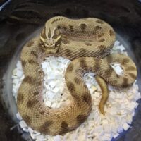 セイブシシバナヘビ(コンダDhetアルビノ、トフィー)アダルト オス