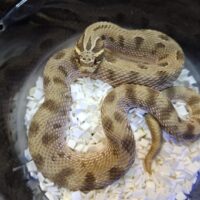 セイブシシバナヘビ(コンダDhetアルビノ、トフィー)アダルト オス