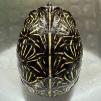 フロリダハコガメ（甲長約14cm）オス 繁殖経験あり