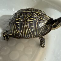 フロリダハコガメ（甲長約14cm）オス 繁殖経験あり