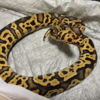 ボールパイソン(ディスコ/ファイア コンフュージョンクラウン)25CB オス