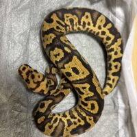 ボールパイソン(ディスコ/ファイア コンフュージョンクラウン)25CB オス