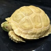 アルビノケヅメリクガメ(甲長約9cm)安心サイズ