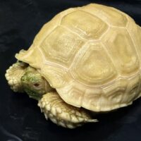 アルビノケヅメリクガメ(甲長約9cm)安心サイズ