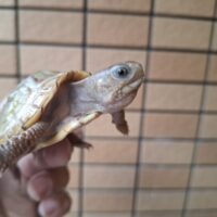 メキシコハコガメ(25CB)TSDメス 約6cm WCF1