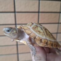 メキシコハコガメ(25CB)TSDメス 約6cm WCF1