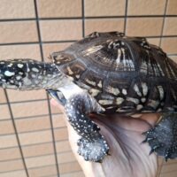 ハミルトンガメ（甲長約20cm）メス （登録番号220-000015号）