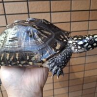ハミルトンガメ（甲長約20cm）メス （登録番号220-000015号）