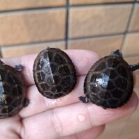 ミスジドロガメ(25CB)甲長約3cm