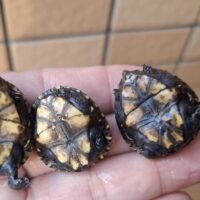 ミスジドロガメ(25CB)甲長約3cm