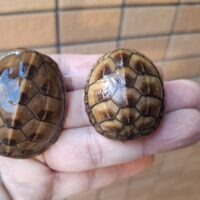 ミスジドロガメ(25CB)甲長約4cm