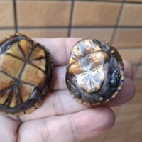 ミスジドロガメ(25CB)甲長約4cm