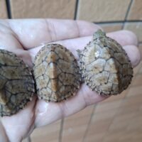 カブトニオイガメ(25CB)