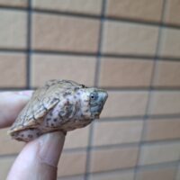 カブトニオイガメ(25CB)