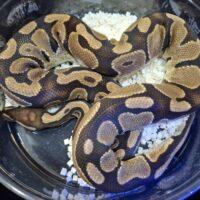 ボールパイソン(hetラベンダー)約1kg オス